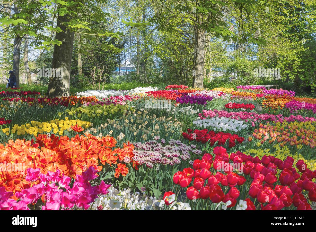 Blühende Tulpen in einem Park, Niederlande, Nordholland, Anna Paulowna Stockfoto