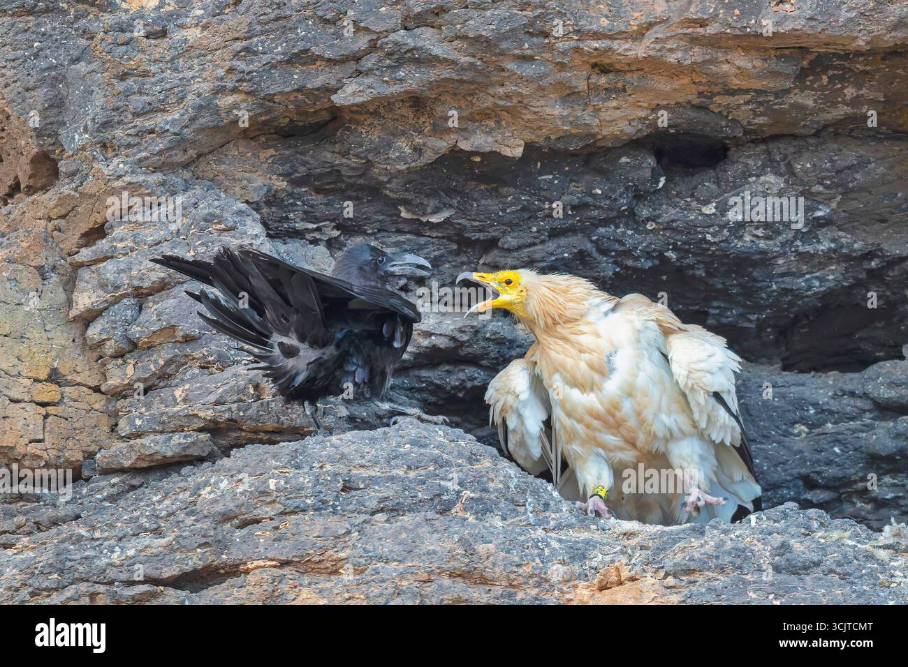Ägyptischer Geier, Pharaonenhuhn, weißer Schnitzelgeier (Neophron percnopterus), verteidigt die Kupplung in einer Steinnische gegen einen Raben, Kanarienvogel Stockfoto