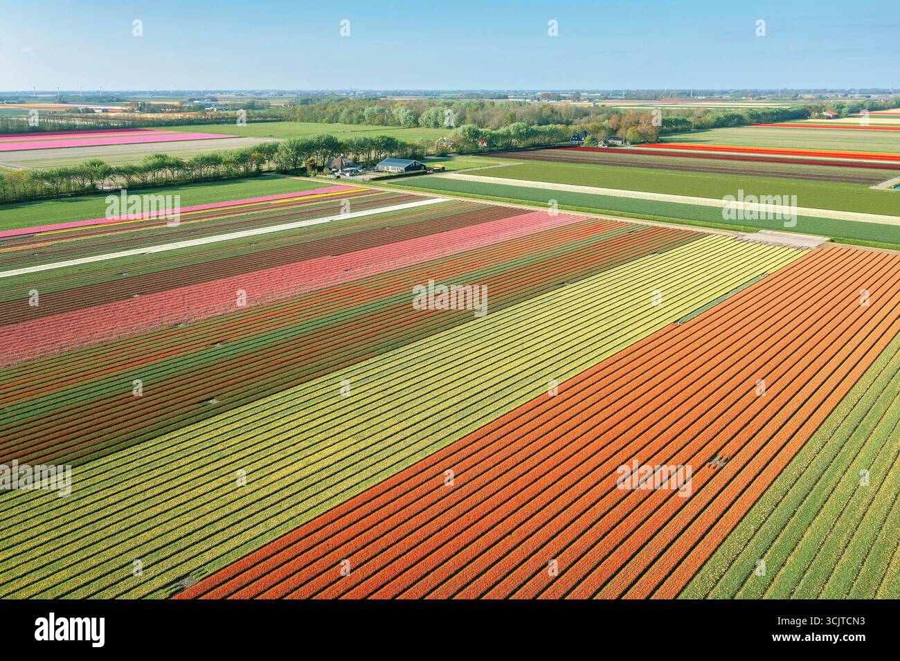 Gewöhnliche Gartentulpe (Tulipa spec.), blühende Tulpenfelder aus der Luft, Niederlande, Nordholland, tZand Stockfoto