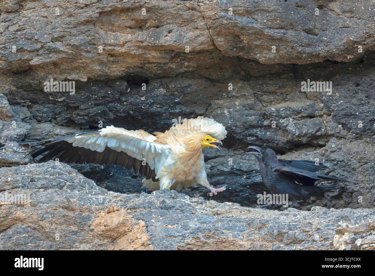 Ägyptischer Geier, Pharaonenhuhn, weißer Schnitzelgeier (Neophron percnopterus), verteidigt die Kupplung in einer Steinnische gegen einen Raben, Kanarienvogel Stockfoto