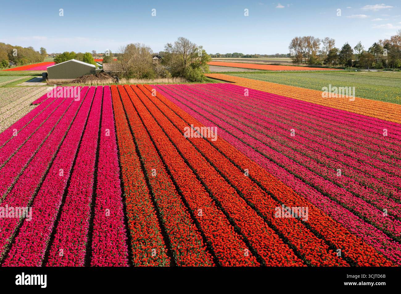 Gewöhnliche Gartentulpe (Tulipa spec.), blühende Tulpenfelder aus der Luft, Niederlande, Nordholland, tZand Stockfoto