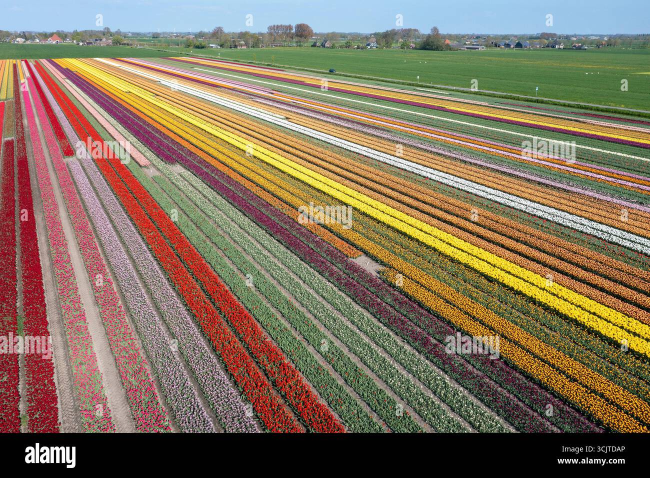 Gewöhnliche Gartentulpe (Tulipa spec.), blühende Tulpenfelder aus der Luft, Niederlande, Nordholland, Hoogwoud Stockfoto