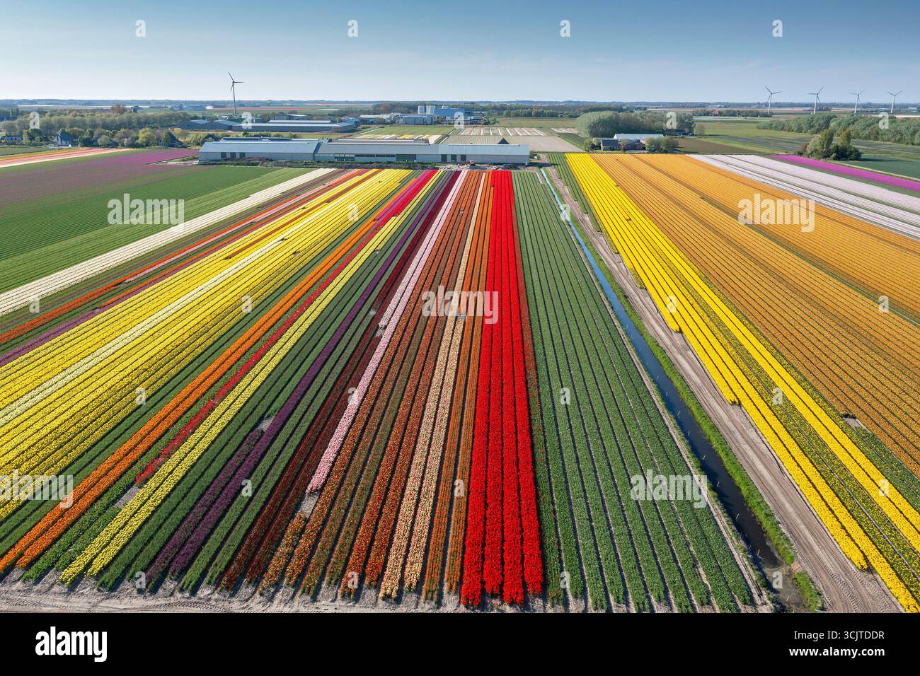 Gewöhnliche Gartentulpe (Tulipa spec.), blühende Tulpenfelder aus der Luft, Niederlande, Nordholland, tZand Stockfoto