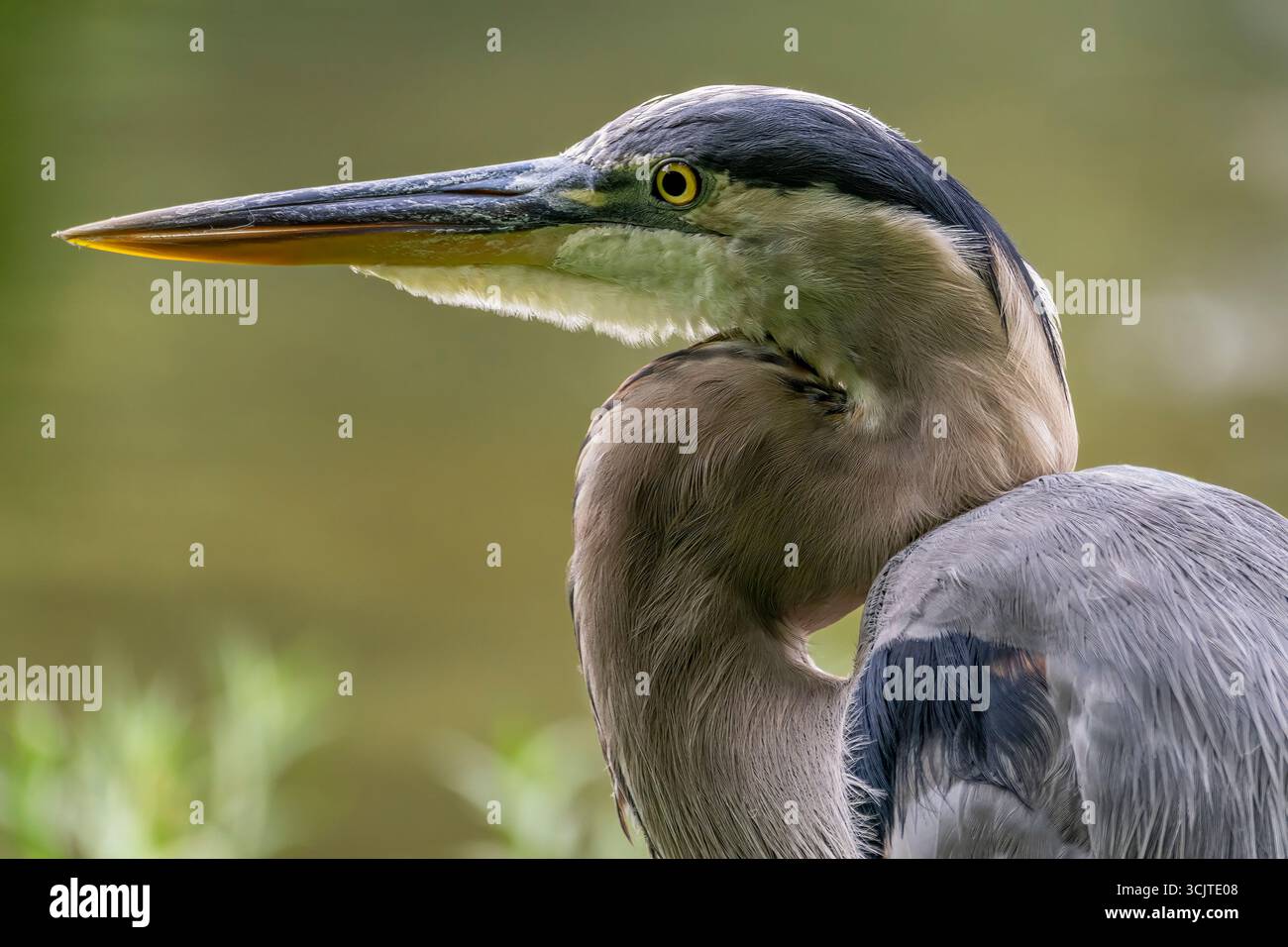 Ein großer blauer Reiher steht am Rand des Wassers, dessen scharfer Schnabel und markantes Gefieder vor dem weichen Hintergrund von Grün hervorgehoben werden. Stockfoto