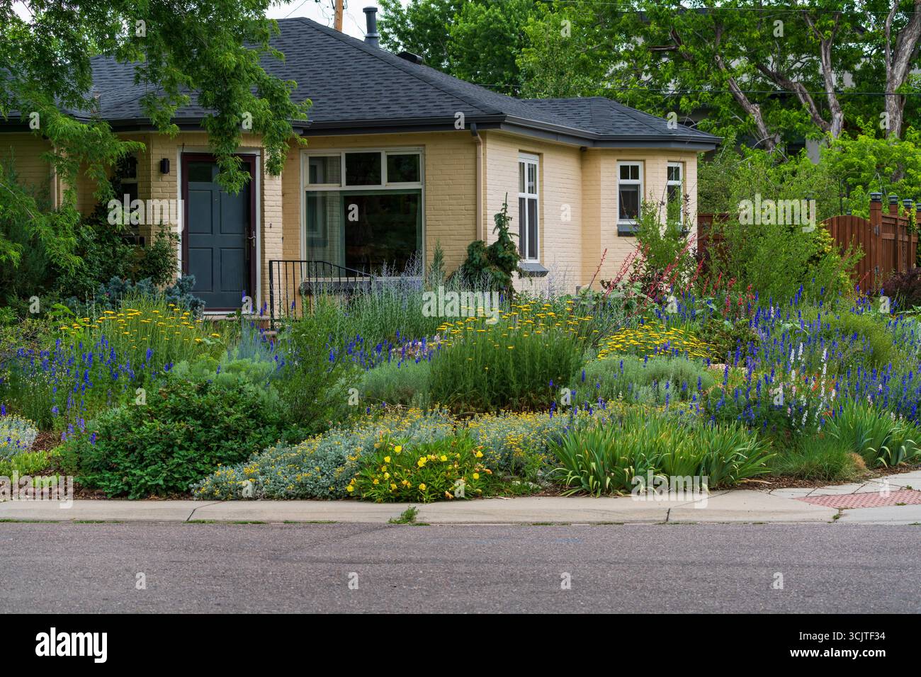 Straßenblick auf einen Xeriscape-Garten mit verschiedenen Pflanzen und Blumen, einschließlich goldener Schafgarbe, Larkspur, roter Yucca, Rebhühnerfeder und orangefarbenem Teppich. Stockfoto