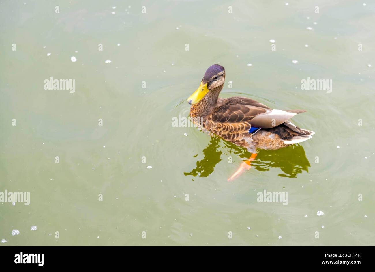 Vier Enten schwimmen in ruhigem, grünlichem Wasser und erzeugen sanfte Kräuselungen, die auf der Oberfläche sichtbare Reflektionen der umliegenden Pflanzen zeigen. Stockfoto