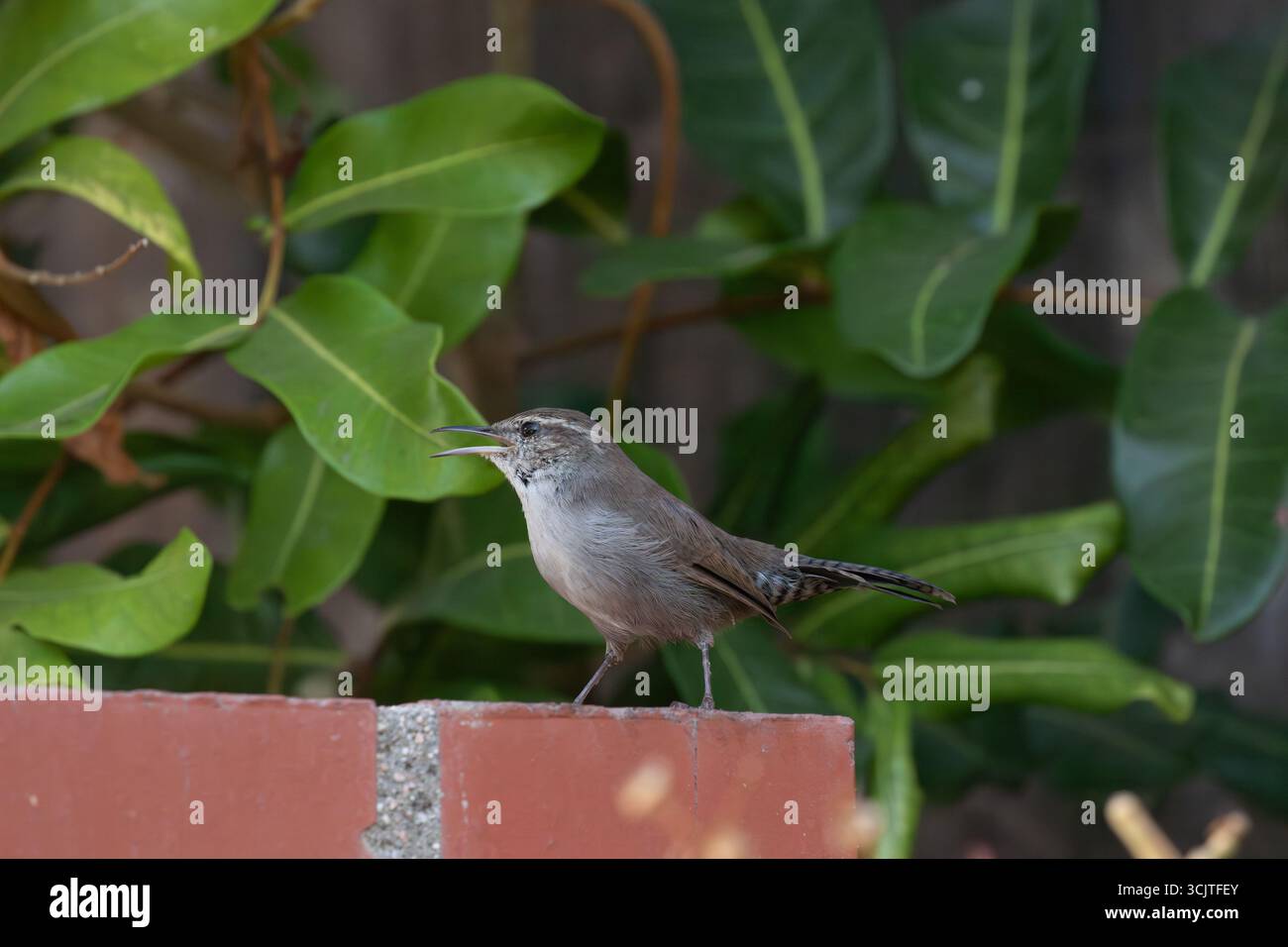 Bewick's Wren ( Thryomanes bewickii ) an einer Mauer in einem südkalifornischen Garten, USA Stockfoto
