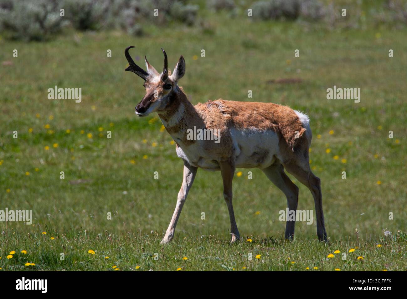Antilope ( Antilocapra americana ) im Lamar Valley Yellowstone National Park im Frühjahr 2024 Stockfoto