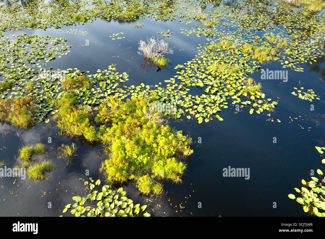 Wunderschöne Naturlandschaft. Waldsee-Tierwelt in Florida. Stockfoto