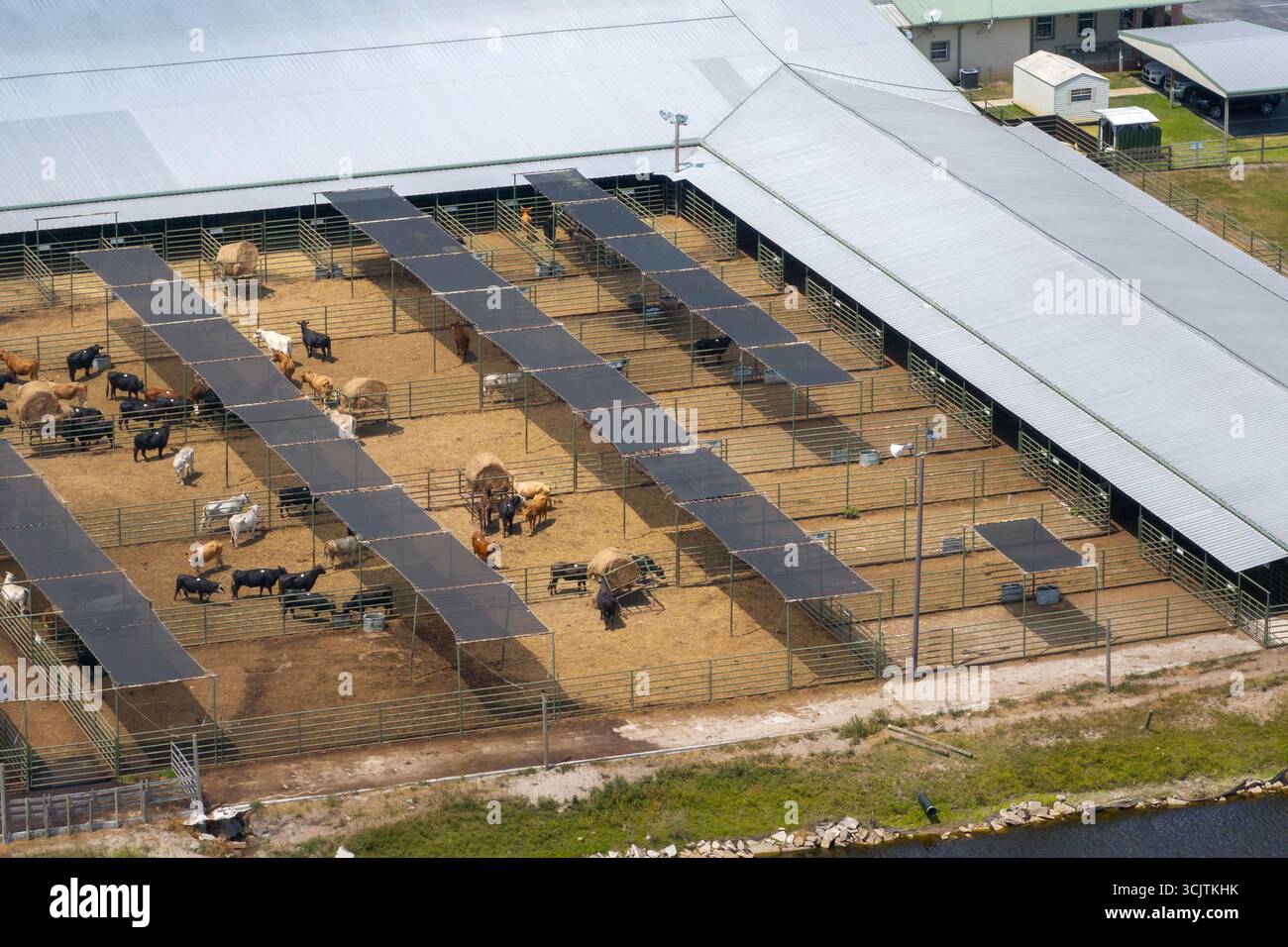 Großer Lagerplatz mit Fleischkühen. Fütterung von Rindern auf Futterplätzen im ländlichen Raum. Stockfoto