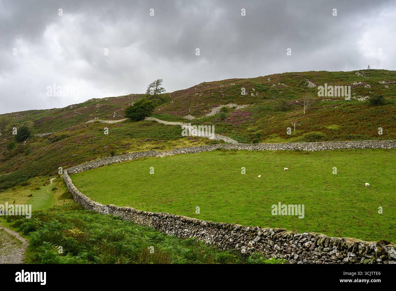 Trockenmauern auf walisischen Hügeln im Eryri-Nationalpark (Snowdonia) – Wales, Großbritannien – 05. August 2025 Stockfoto