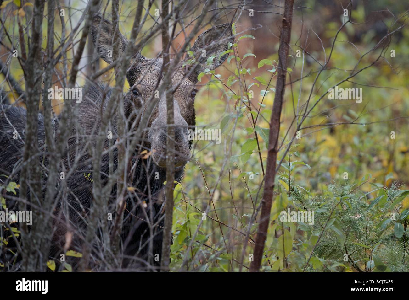 Ein neugieriger Kuhelchen schaut an einem Herbsttag hinter einigen Ästen in einem Wald hervor. Stockfoto