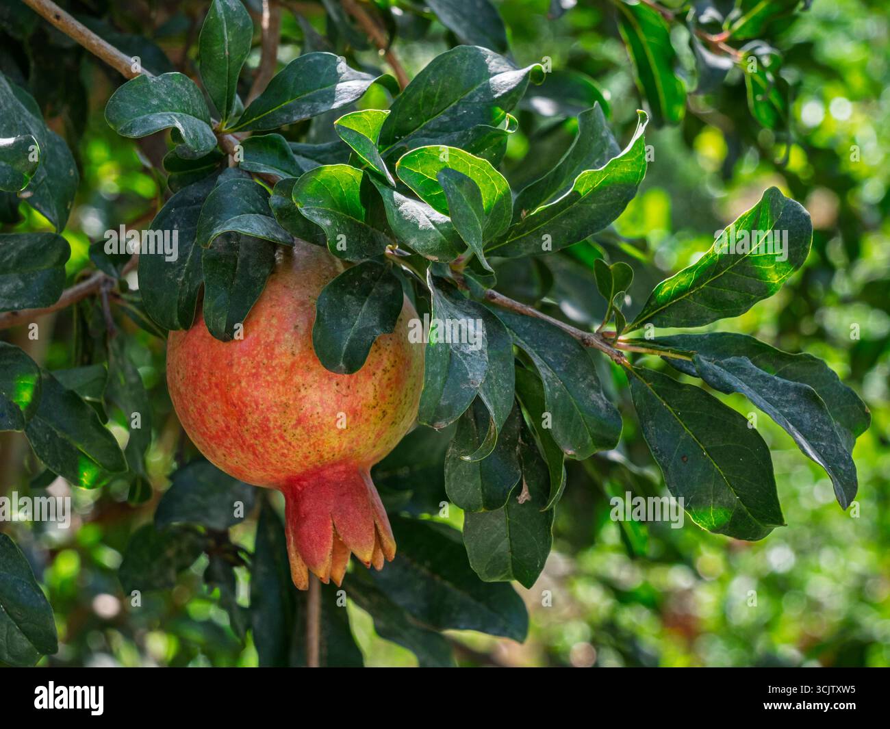 Aus der Nähe sehen Sie leckere süße und saftige Granatapfelfrüchte oder punica granatum, die draußen auf Bäumen wachsen Stockfoto