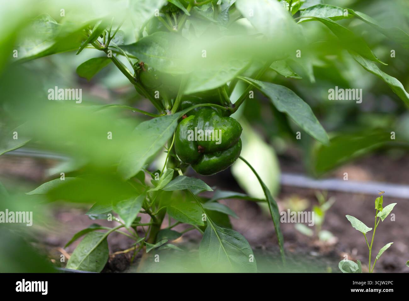 Paprika, Paprika wächst im Garten. Konzept des ökologischen Landbaus. Stockfoto