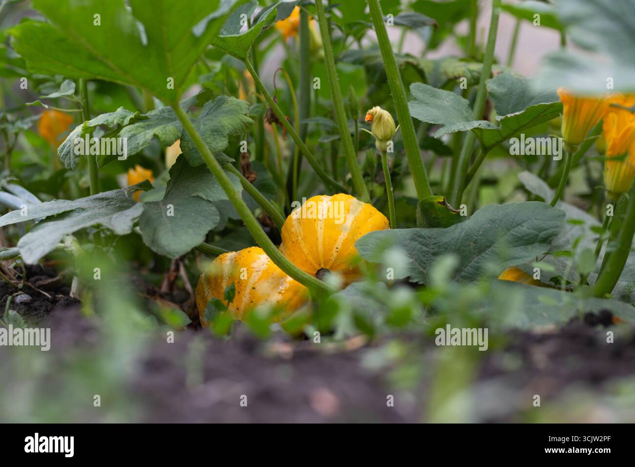 Orangenkürbis wächst auf dem Bett im Garten, erntet Bio-Gemüse. Blick auf den Herbst im Landhausstil. Stockfoto