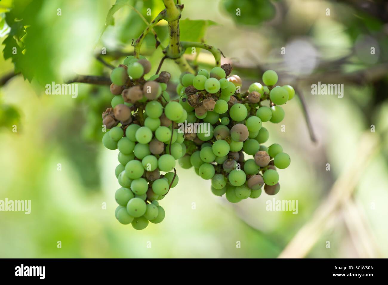 Verfaulte Trauben, die von Pilzkrankheiten betroffen sind. Stockfoto