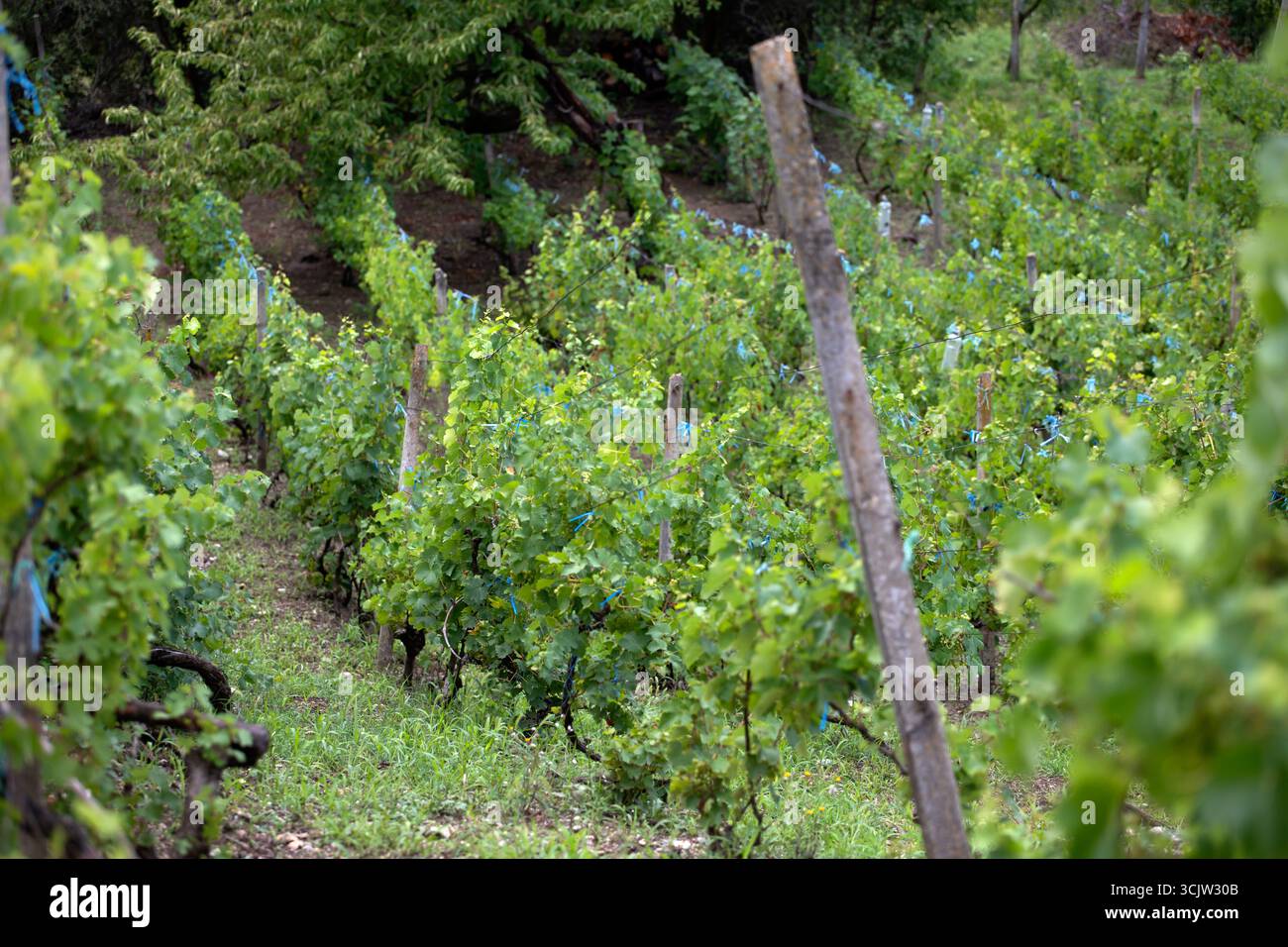 Eine Reihe von Weinreben, die im Sonnenlicht getaucht sind, mit grünen Blättern und unreifen Trauben Stockfoto