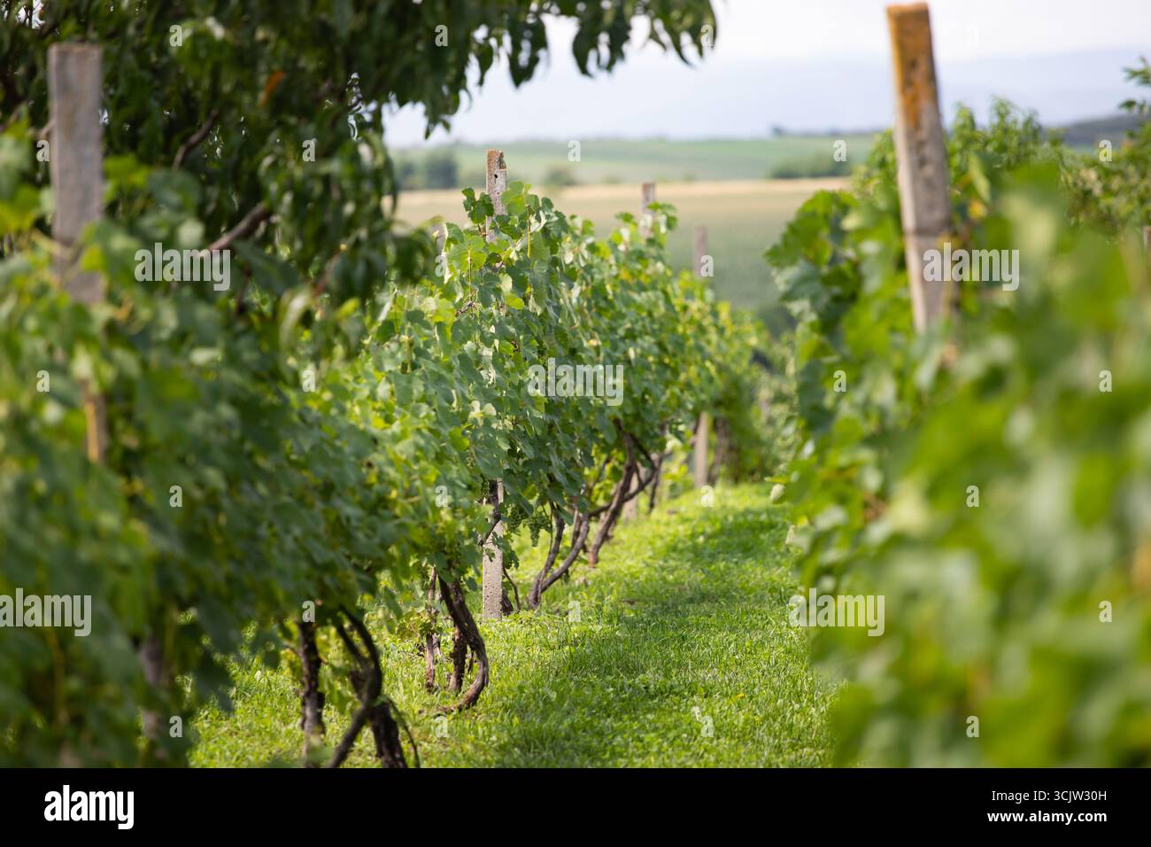 Eine Reihe von Weinreben, die im Sonnenlicht getaucht sind, mit grünen Blättern und unreifen Trauben Stockfoto