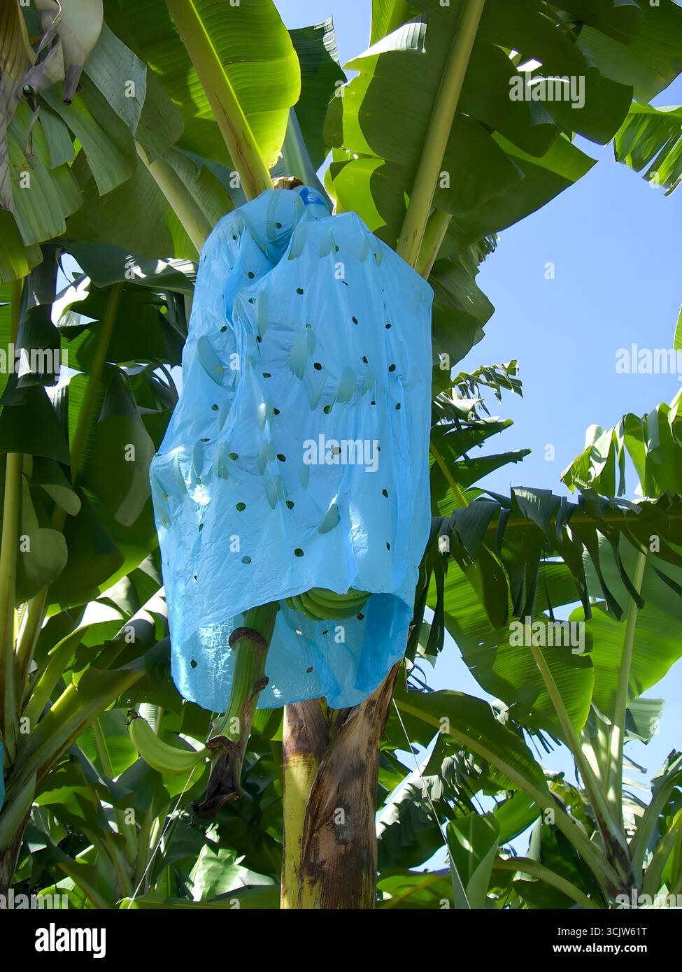 Bananenstrauch bedeckt mit blauem Schutzbeutel auf Bananenplantage, zum Schutz von Früchten vor Schädlingen und Sonne, tropische Landwirtschaft Szene. Stockfoto