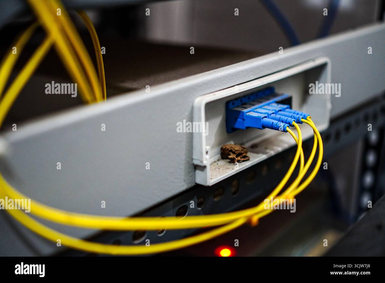 Nahaufnahme von Glasfaserkabeln, die an einen blauen Netzwerk-Switch mit gelber Verkabelung angeschlossen sind, perfekt zur Darstellung von Netzwerkverbindungen und Technologie. Stockfoto