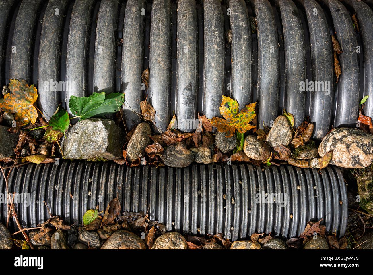 Schwarze Abflussrohre liegen zwischen verstreuten Steinen und lebhaften Herbstblättern auf einem Waldboden und zeigen die sich wandelnde Landschaft der Natur. Stockfoto