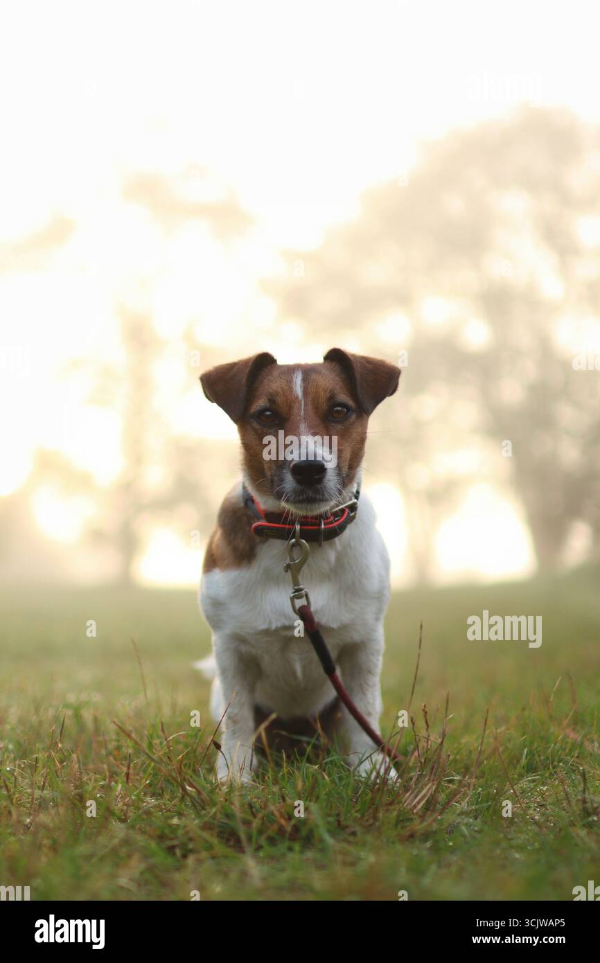 Der Hund ist bei Sonnenaufgang im Park. Es ist nebelig und die Sonnenstrahlen scheinen durch. Stockfoto
