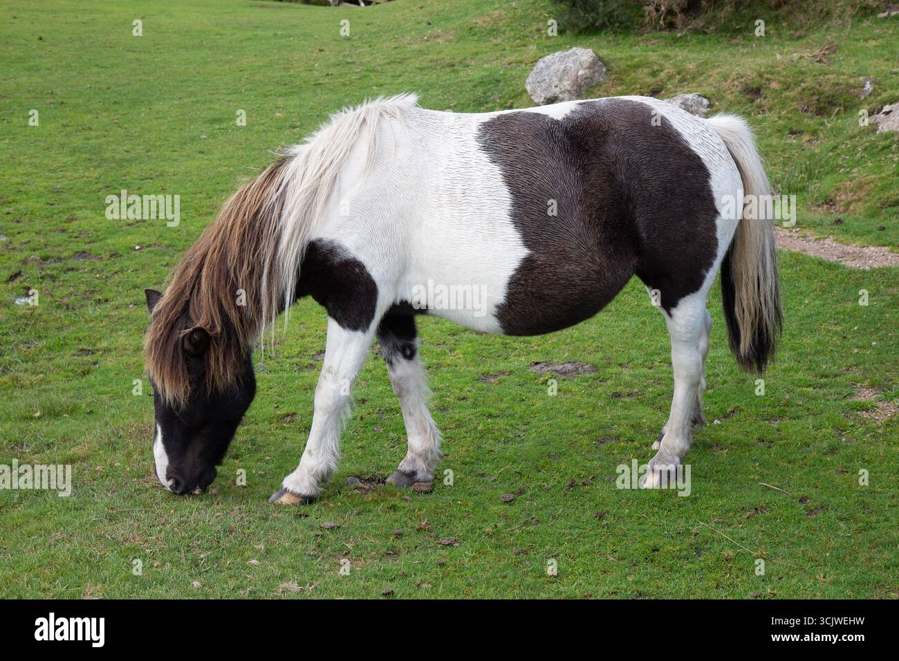 Dartmoor Ponys Dartmoor Stockfoto