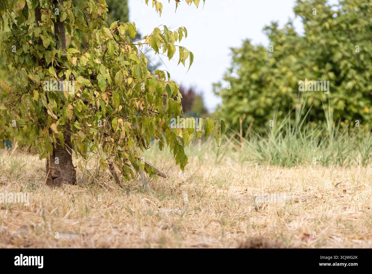 Trockenes Gras und verdorbene Blätter an einem Baum in einem Garten während einer Dürre durch den Klimawandel Stockfoto