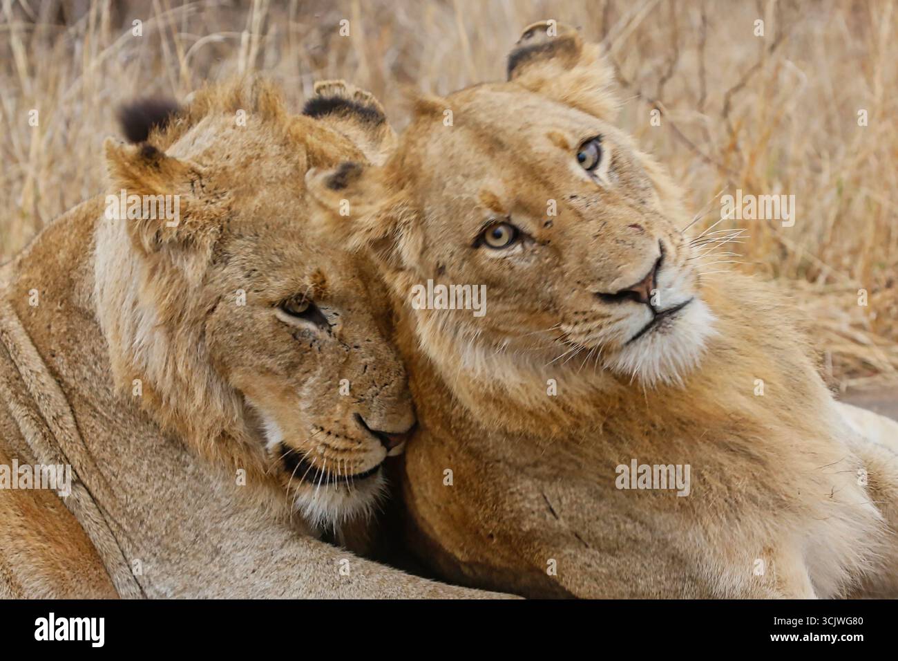 Junge männliche Löwenbrüder im Teenageralter liegen zusammen Stockfoto
