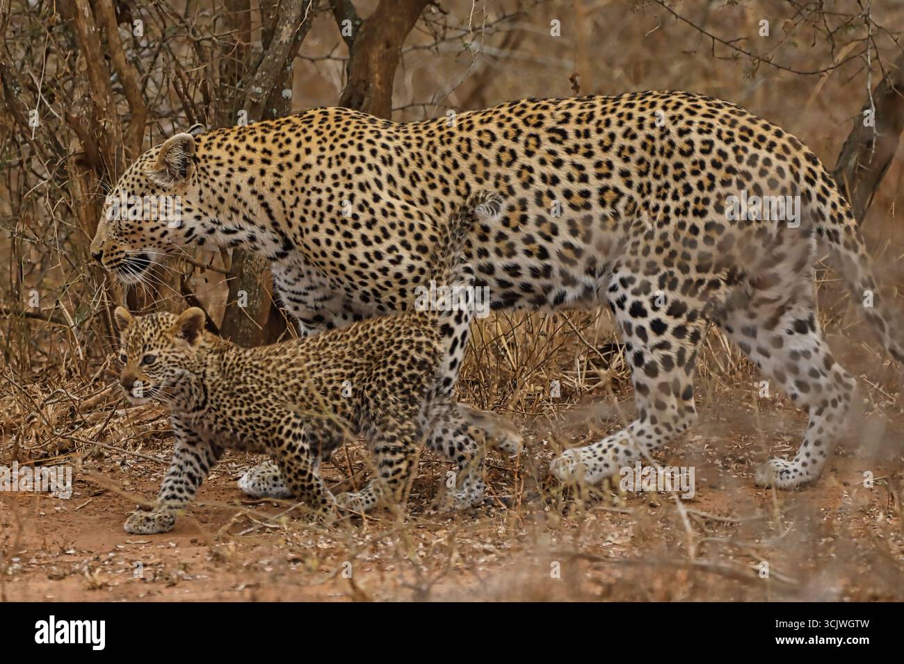 Leopardenmutter mit Jungtier Stockfoto