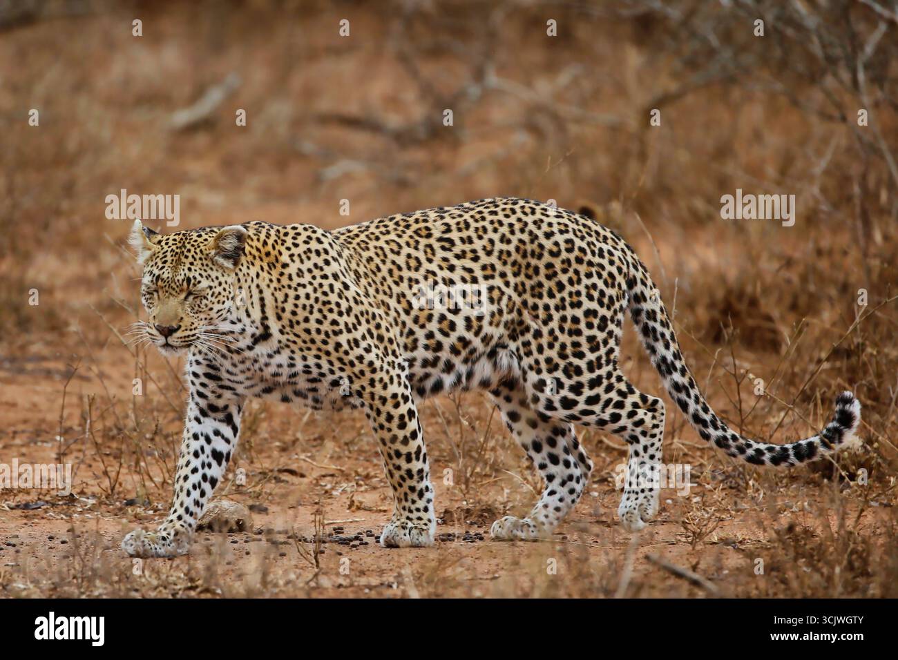 Mutter Leopard geht allein Stockfoto