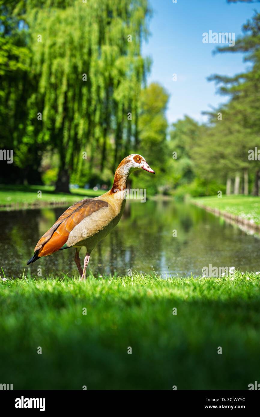 Elegante ägyptische Gans, die an einem sonnigen Sommertag anmutig am ruhigen See spazieren gehen Stockfoto
