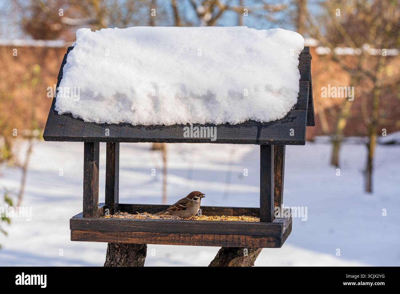 Vogelfutter aus Holz in Form eines Hauses auf einem Wintergarten, Nahaufnahme. Das Verhalten der Vögel am Feeder mit Samen. Im Schrägförderer befinden sich Spatzen. Stockfoto