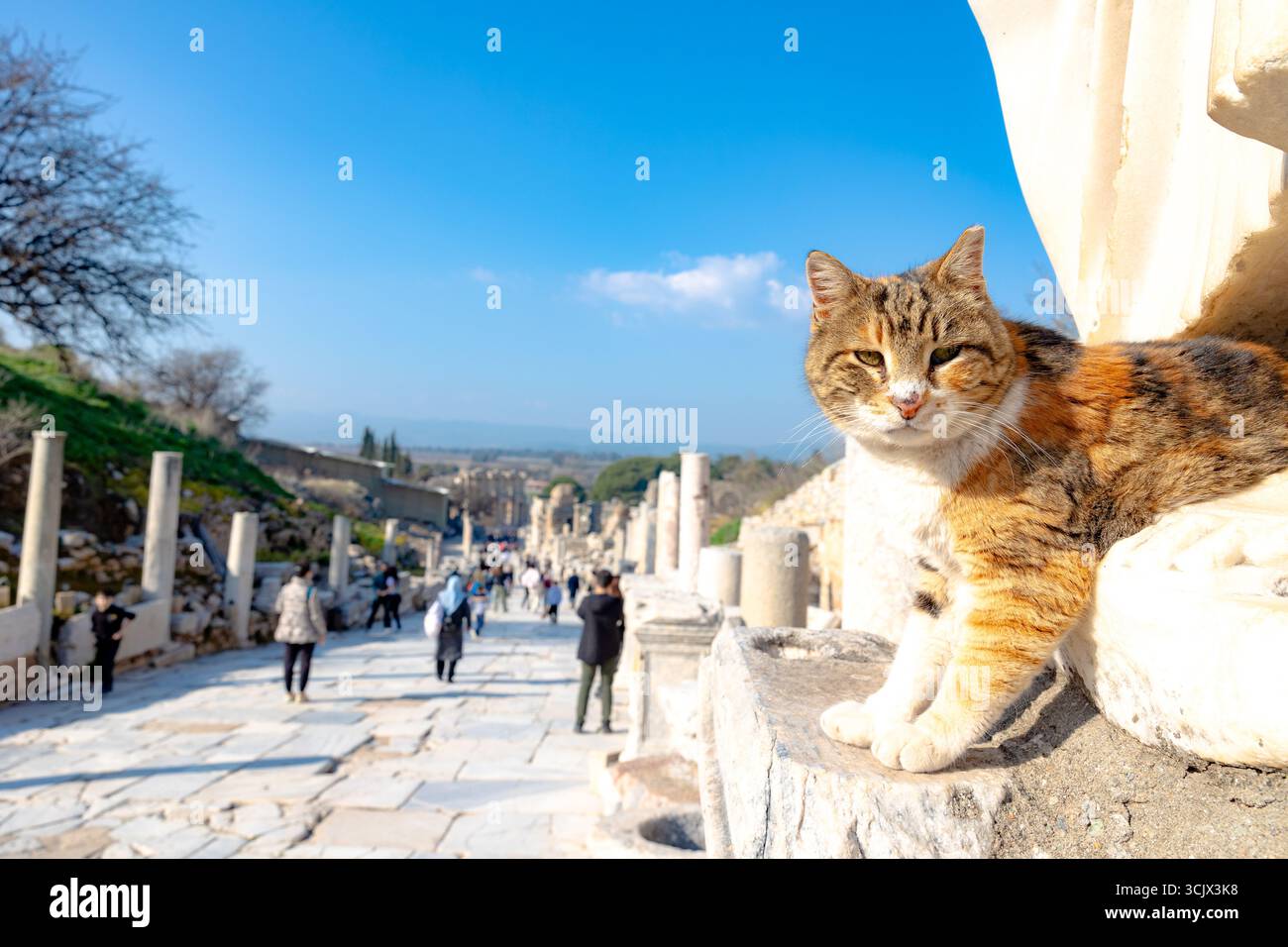 Streunende Katze aus der antiken Stadt Ephesus. Besuchen Sie die Türkei Concept Background. Stockfoto