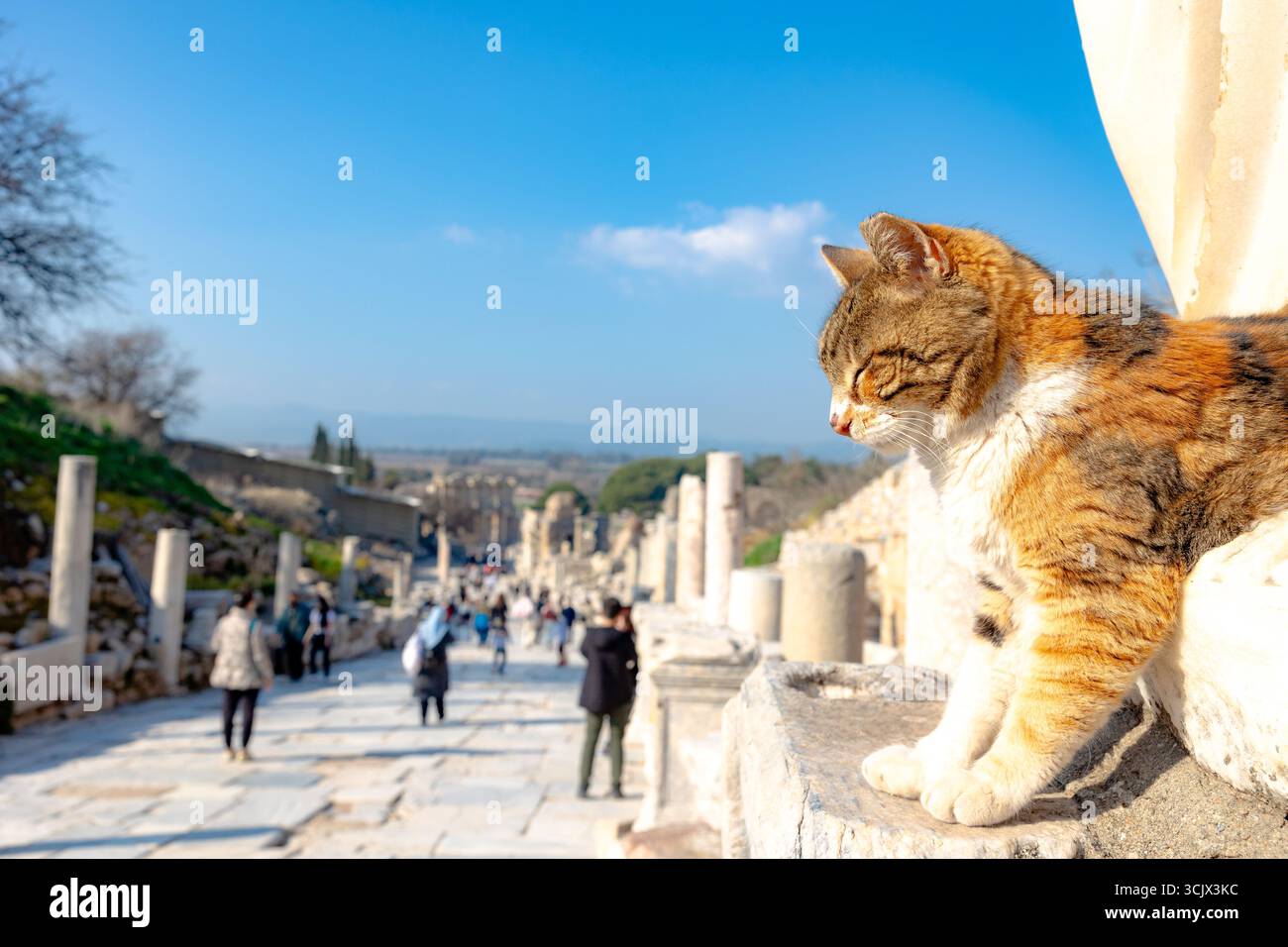 Eine streunende Katze in der antiken Stadt ephesus. Besuchen Sie Türkei Concept Hintergrundfoto. Stockfoto