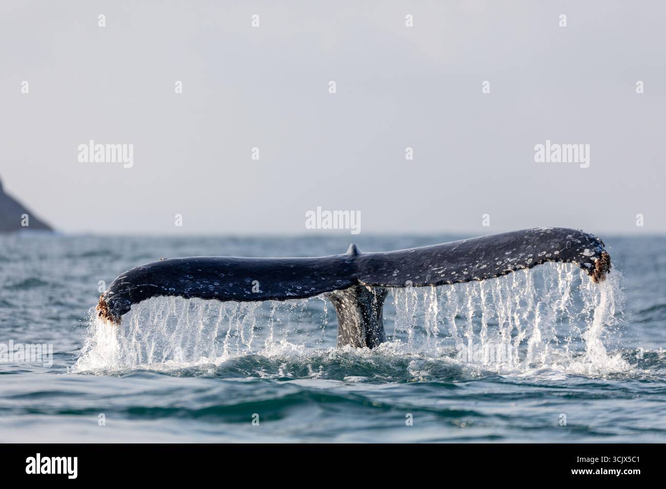 Buckelwale (Megaptera novaeangliae), Bartenwale. Ilhabela, Sao Paulo Brasilien. Brasilianische Tierwelt. Stockfoto