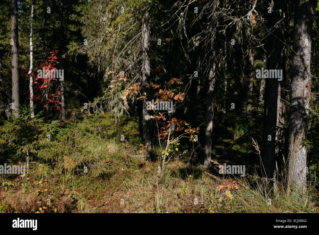 Herbstwald mit dichtem Tannenwuchs und farbigen Blättern von Eberesche Stockfoto