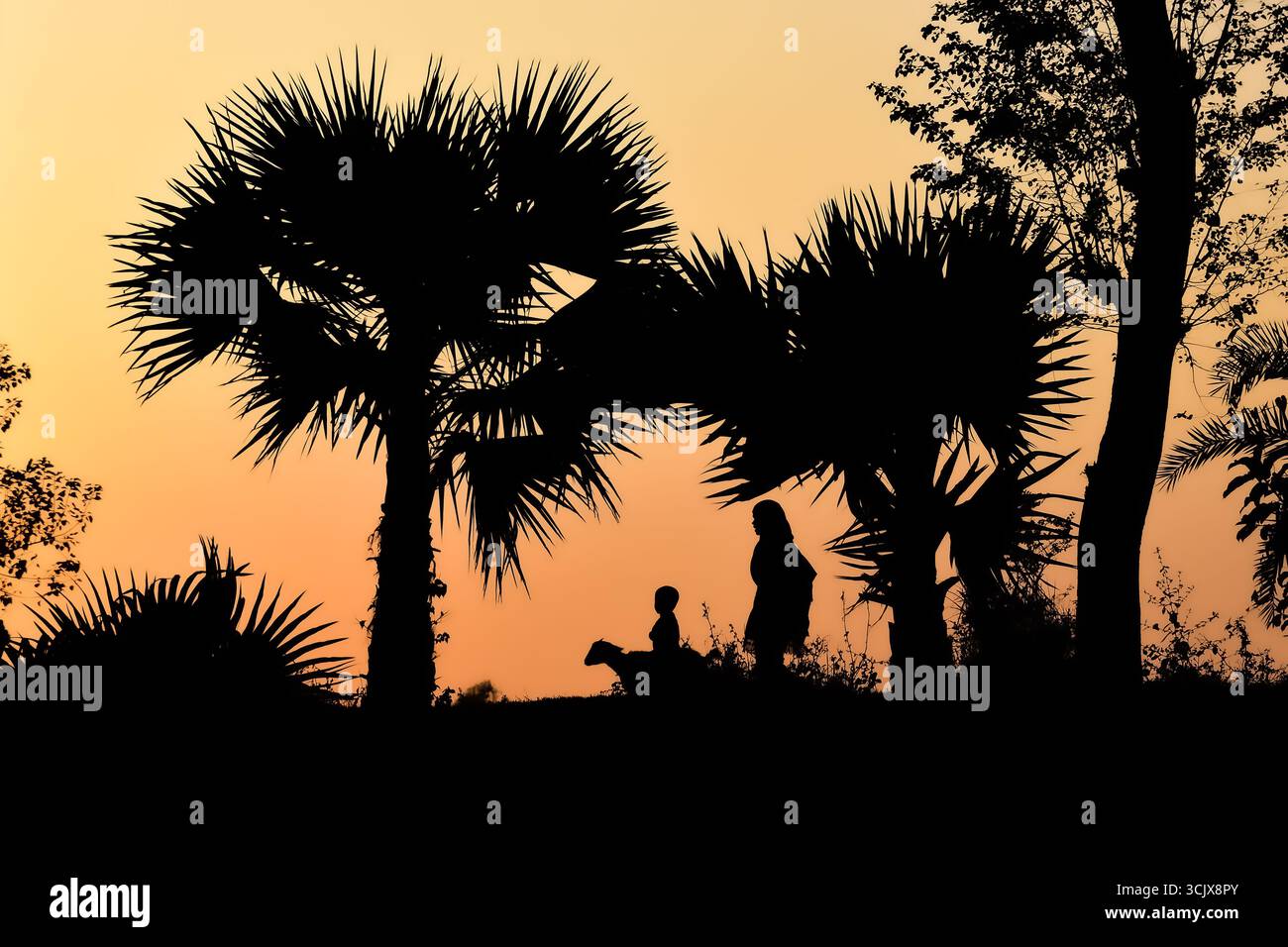 Bogura, Bangladesch - 05. Dezember 2016: Blick auf Silhouetten unter den harten, schwarzen Palmen vor dem warmen, verblassten Sonnenuntergang, eine ruhige Szene des ländlichen Lebens. Stockfoto