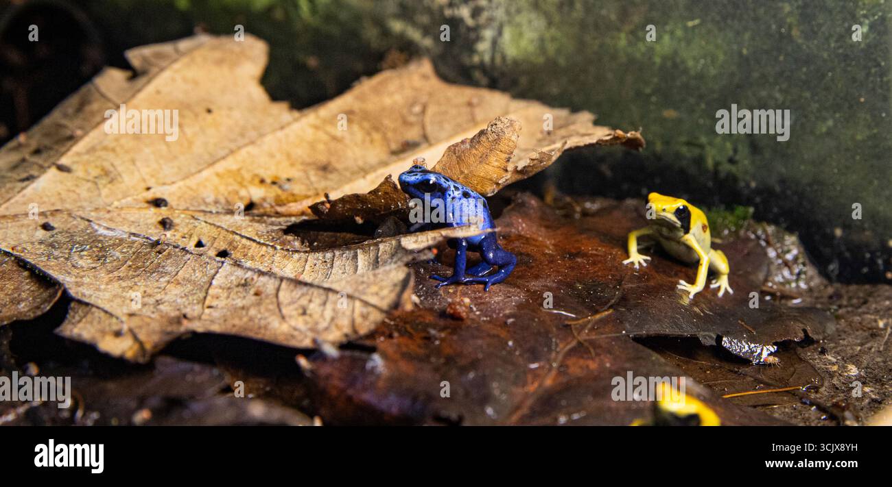 Seltene tropische Froscharten im Detail. Dendrobates Tinctorius Frosch, und blau Stockfoto