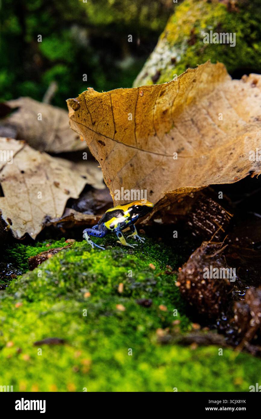 Wildtiermakro von Regenwaldamphibien. Dendrobates tinctorius Frosch Stockfoto