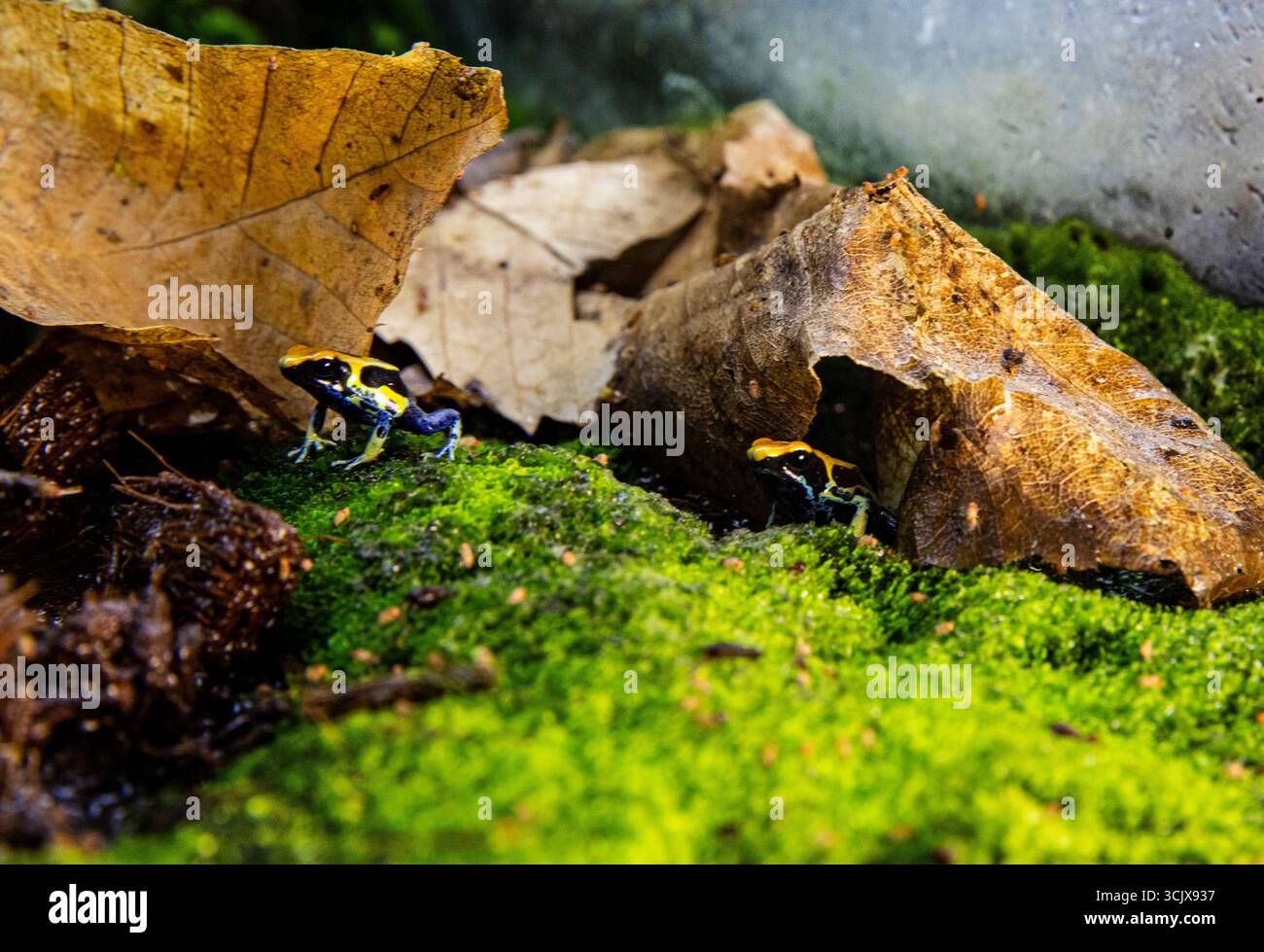 Zwei bunte Amphibien im Lebensraum des Regenwaldes. Dendrobates tinctorius Frosch Stockfoto