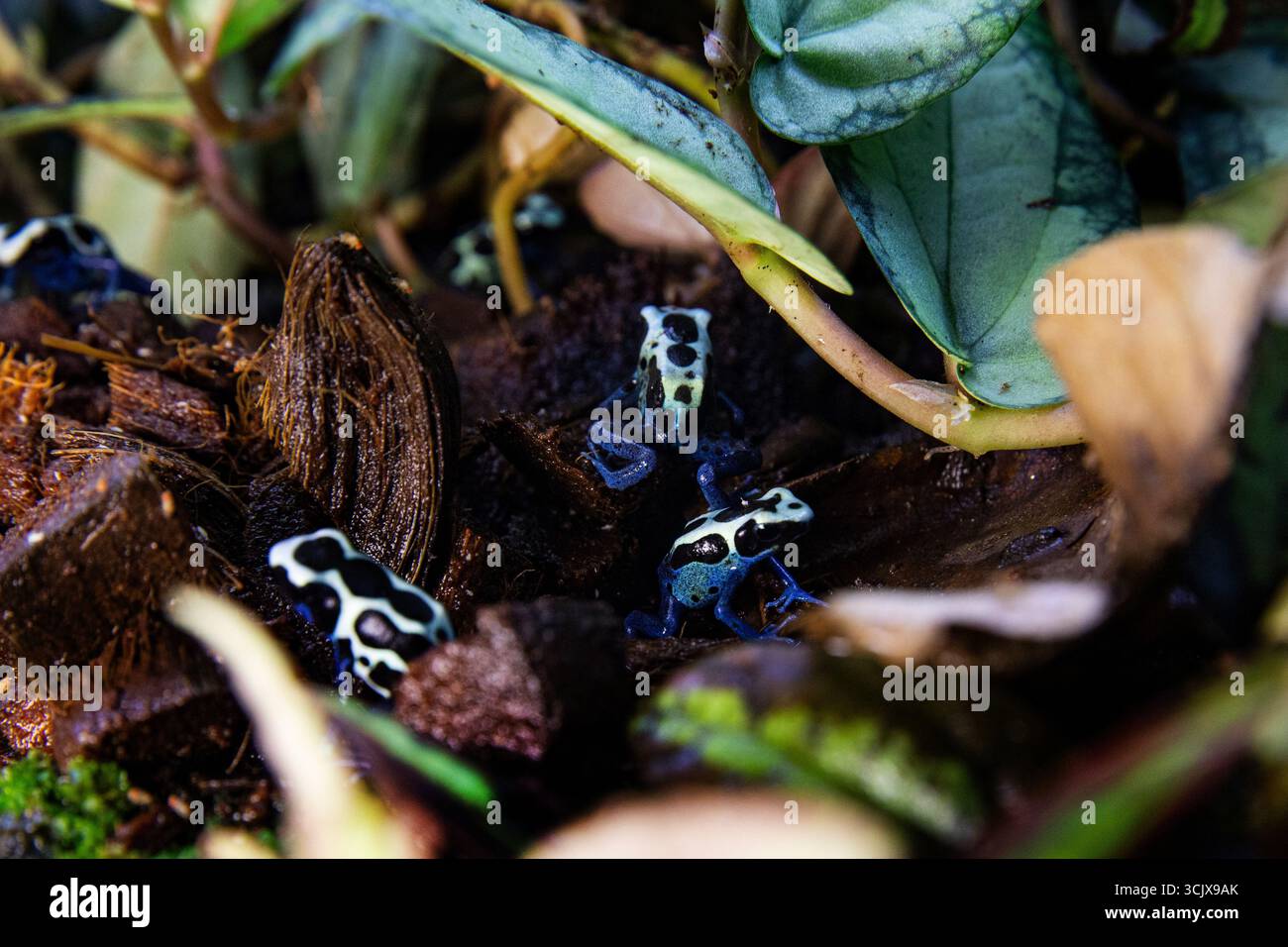Giftpfeilfrosche mit auffälligen blauen und schwarzen Mustern Stockfoto