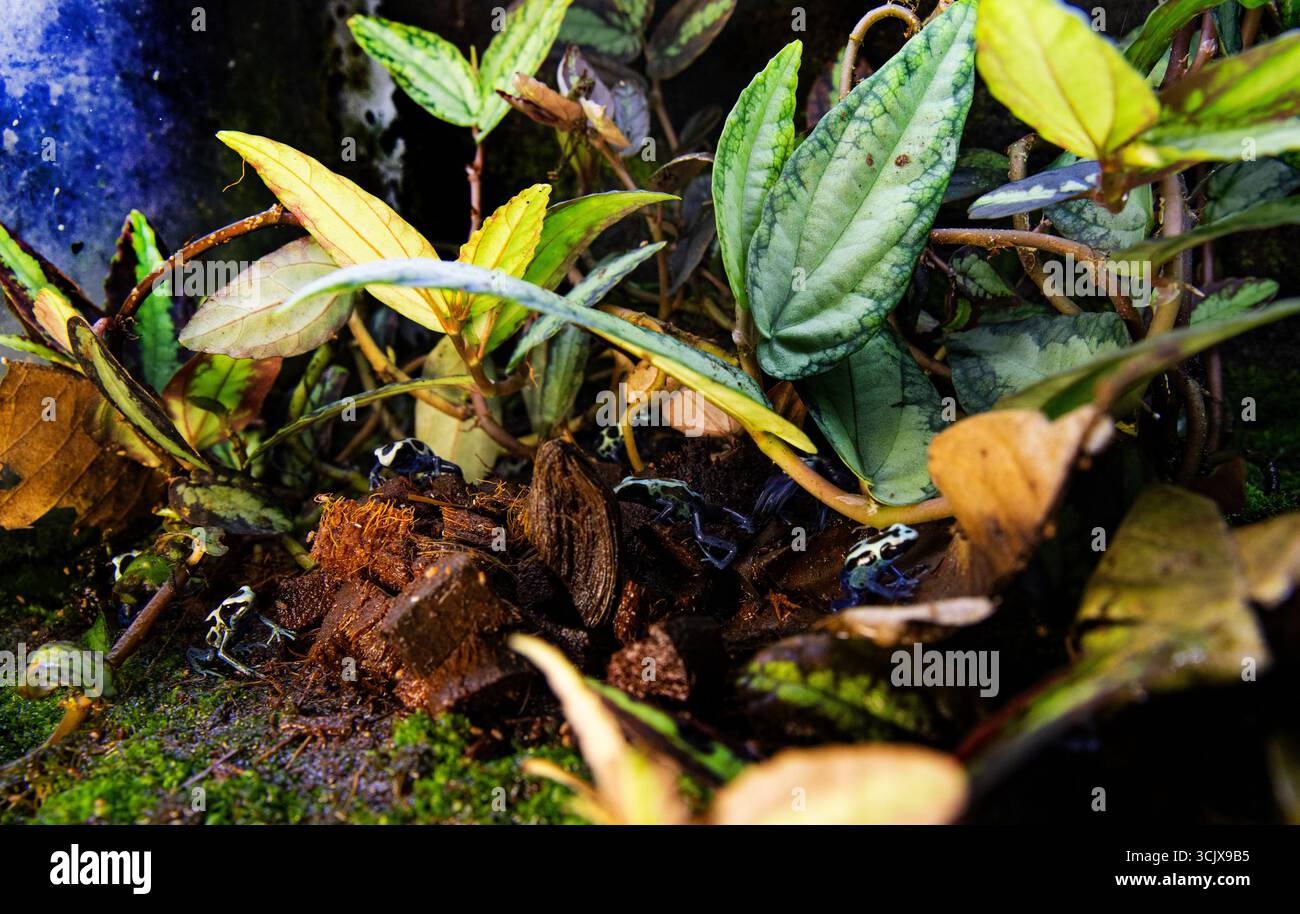 Tropische Regenwaldamphibien auf feuchtem Untergrund, giftige Frösche Stockfoto