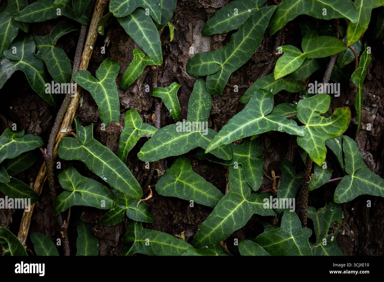 Efeublätter von Kletterpflanze. Üppig grüner Hintergrund. Naturkonzept Stockfoto
