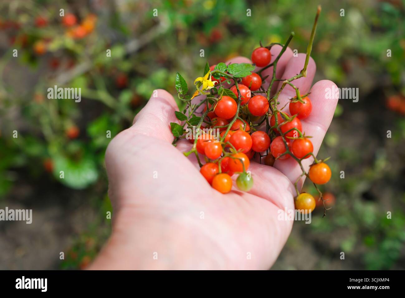 Rote Johannisbeertomate in der Hand der Frau. Die kleinsten Tomaten zum Dekorieren von Geschirr. Heimanbau. Tomatenkrankheit und Schutz. Stockfoto
