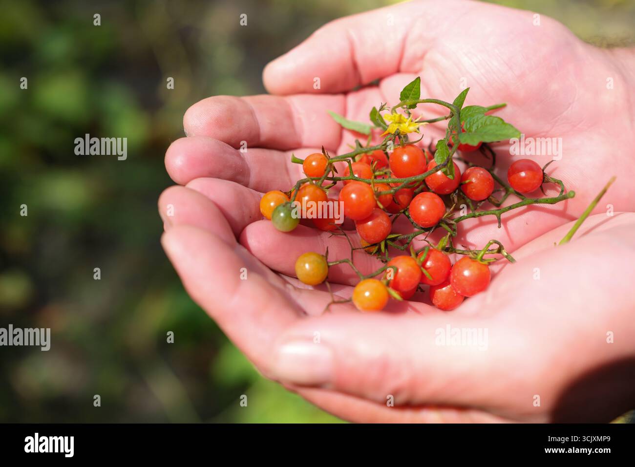 Rote Johannisbeertomate in den Palmen des Mannes. Die kleinsten Tomaten zum Dekorieren von Geschirr. Heimanbau. Tomatenkrankheit und Schutz. Kopierbereich. Stockfoto