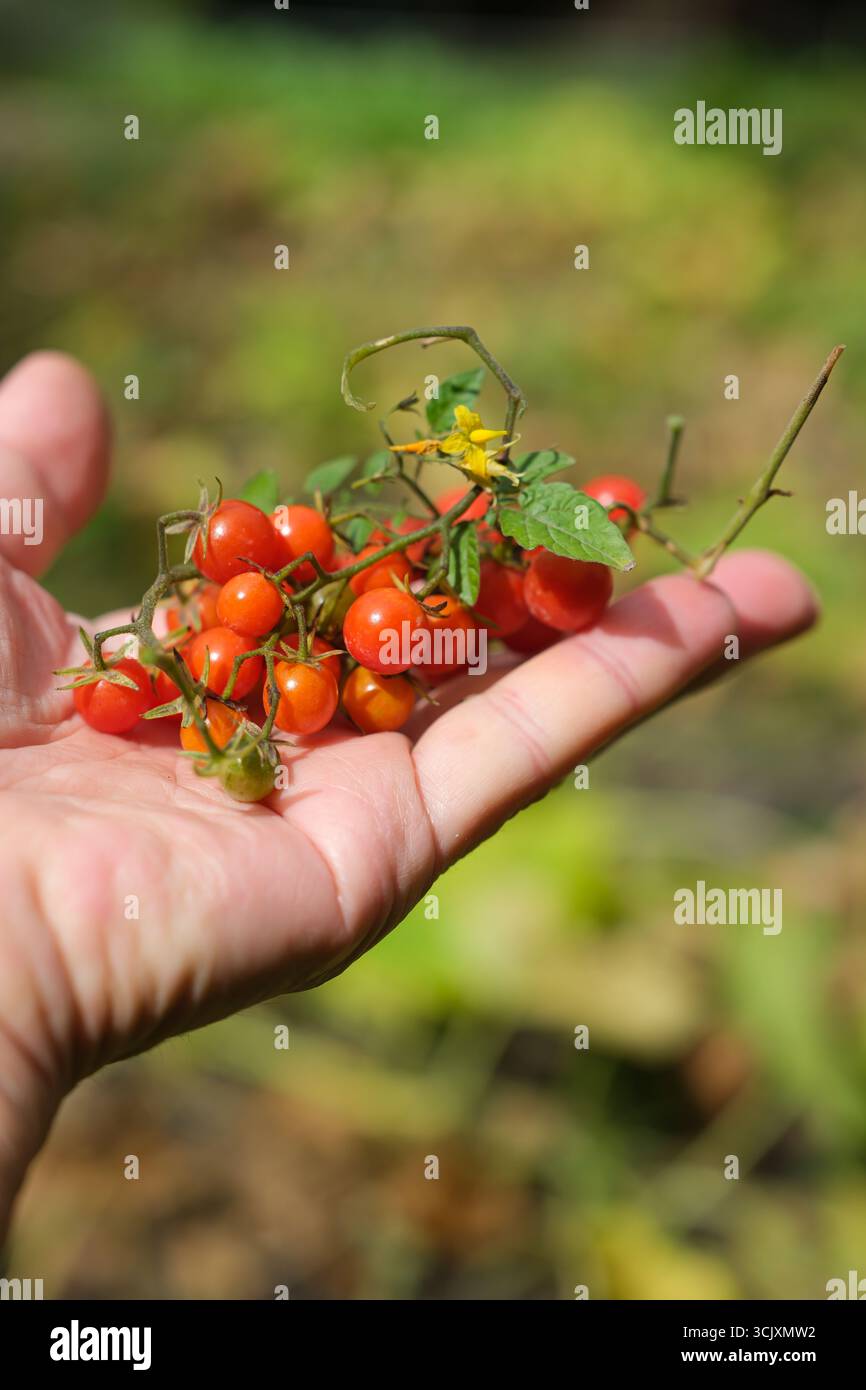 Rote Johannisbeertomate in der Hand der Frau. Häusliche Kultivierung. Tomatenkrankheit und Schutz. Stockfoto