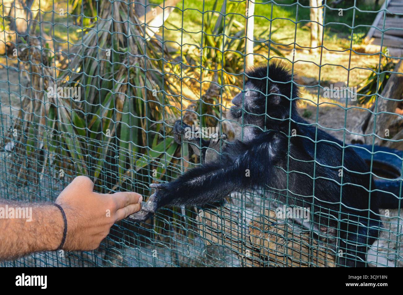 Affe, der die menschliche Hand hinter einem Zaun im Attica Zoo Athen, Griechenland berührt. Stockfoto