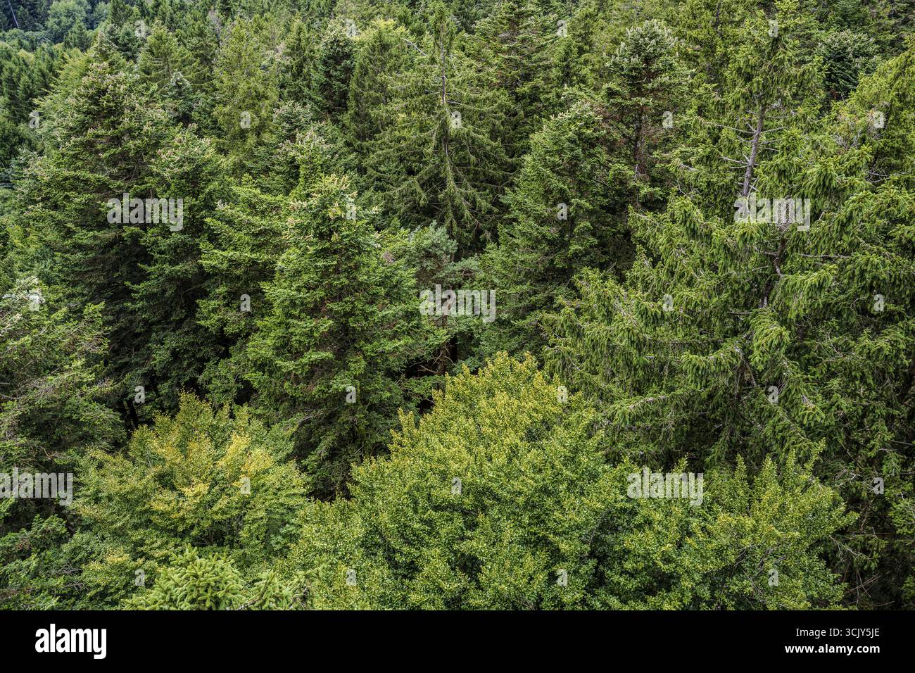 Zahlreiche Baumarten wachsen in diesem Wald und schaffen üppiges Grün. Der Ausstellungsbereich ist reich an Pflanzen und bietet einen friedlichen Rückzugsort in der Natur. Vorn Stockfoto