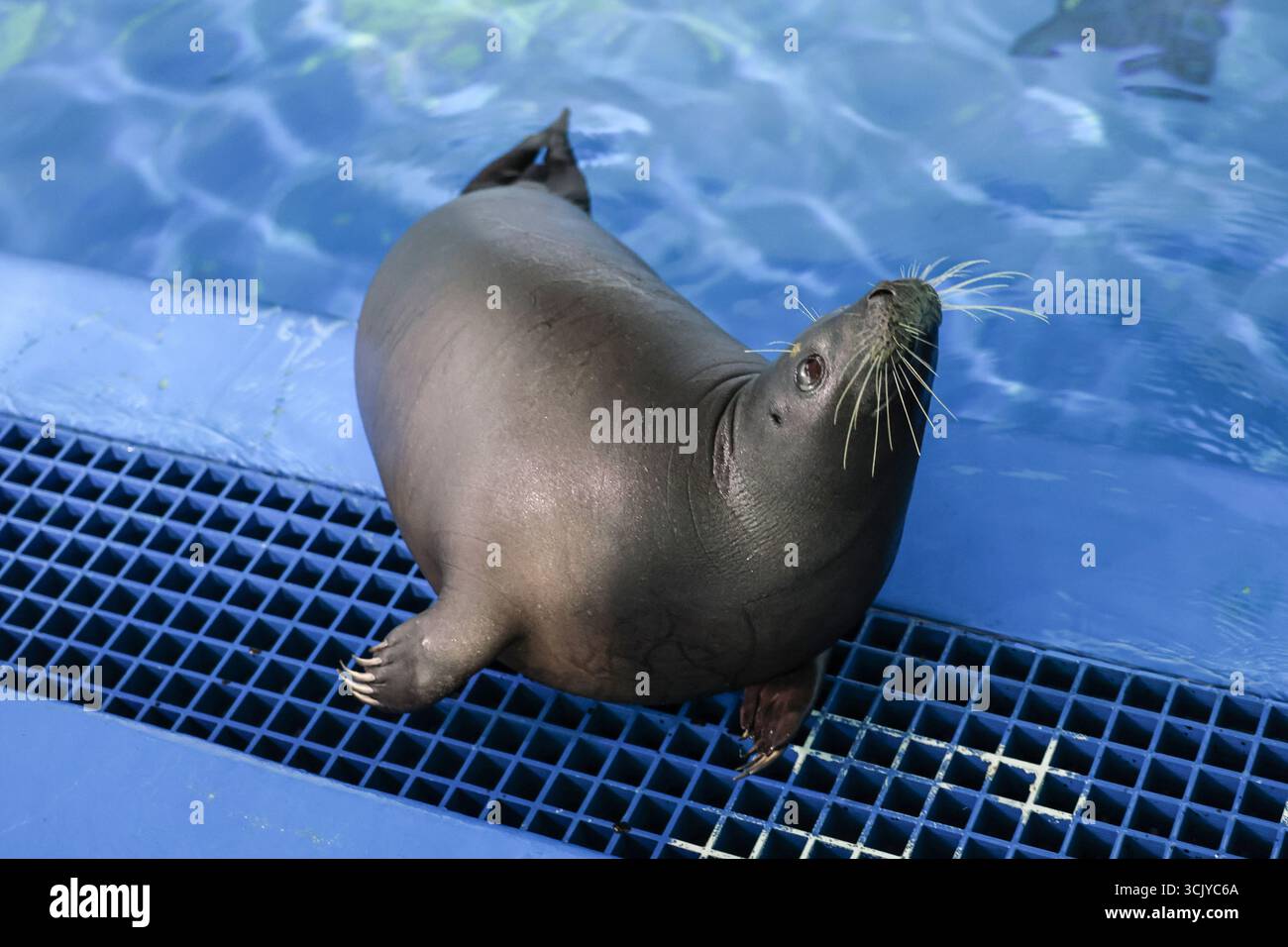 Lingshui, chinesische Provinz Hainan. September 2025. Seal Anong wird am 8. September 2025 im Blue Ocean Conservation and Rescue Center in Lingshui, südchinesischer Provinz Hainan, fotografiert. Ein Robben namens Anong, bekannt für seine Interaktion mit lokalen Fischern an einem unerschlossenen Strand in Dongjiao, Stadt Wenchang, Provinz Hainan, wurde in ein Naturschutzzentrum für Wassertiere in Lingshui gebracht, um Schutz zu erhalten und in Zukunft wieder in die Wildnis zurückzukehren. Quelle: Zhang Liyun/Xinhua/Alamy Live News Stockfoto